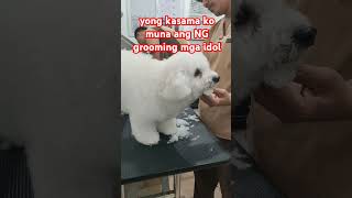 Bichon frise youtubeshorts pets grooming groominglife veterinarylife likeandsubscribe music [upl. by Ynalem]