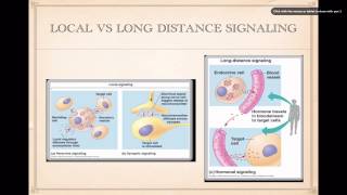 Cell Signaling Basics [upl. by Cain]