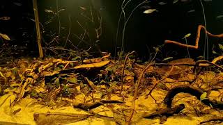 4ft Biotope aquarium  Malaysia peat swamp [upl. by Aynotal]