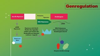 Genregulation und Epigenetik Vorlesung Zellbiologie Teil 11 with english subttiles [upl. by Blanchard172]