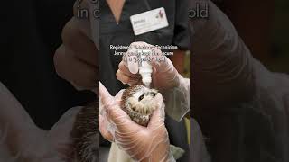 Northern sawwhet owl receives care after hitting a window [upl. by Waxler289]