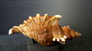 GklinShells  Superb shapes amp sculpture of marine gastropods [upl. by Tshombe]