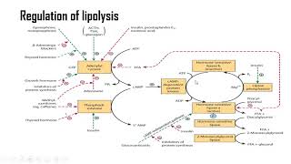 Lipolysis [upl. by Meador809]