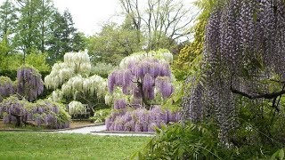 The Art of Wisteria [upl. by Silrac196]