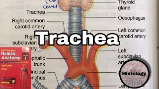 Anatomy of Tachea  Relations of trachea  Histology of trachea [upl. by Nosemaj]