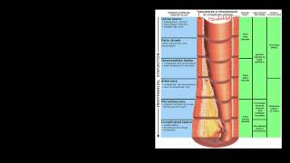 Pathophysiology of Cerebrovascular Accidents [upl. by Auof]