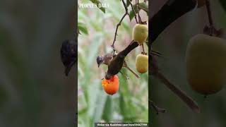 Two lightvented bulbuls are on a picnic enjoying every bite of ripe and delicious persimmons [upl. by Whitby]