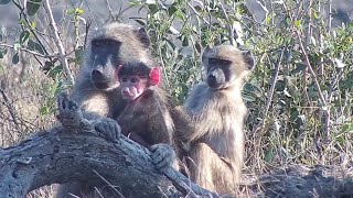 The new cute member of the chacma baboon troop at Djuma Waterhole [upl. by Anilatak]