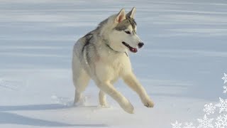 My Husky Puppy Sees Snow For the FIRST Time [upl. by Irej93]