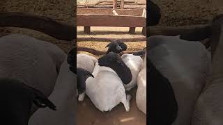 Dorper sheep at our small farm [upl. by Werdna953]