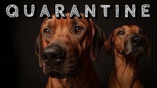 Rhodesian Ridgeback in Quarantine  Week 3 [upl. by Cerelia]