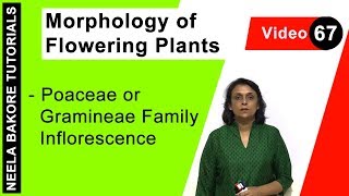 Morphology of Flowering Plants  NEET  Poaceae or Gramineae Family Inflorescence  Neela Bakore [upl. by Sumedocin823]