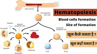 Hematopoiesis  Blood cell formation  Formation of blood cell  Stages  Site  Hindi [upl. by Diarmit]