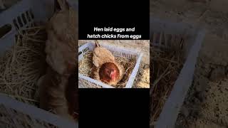 Hen laid eggs and hatch chicks from eggs chicks growth day by day 🥵 Roster Aseel murga 🥰 [upl. by Oah]