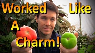 How to Ripen Green Tomatoes off the Vine [upl. by Enohsal]