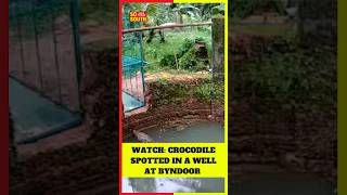 Watch Crocodile Spotted in a Well At Byndoor of in Udupi District  SoSouth [upl. by Nek]