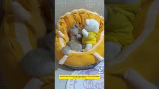 Abandoned puppy got rescued hearttouching heartwarming puppy pet dog shorts [upl. by Ahern625]