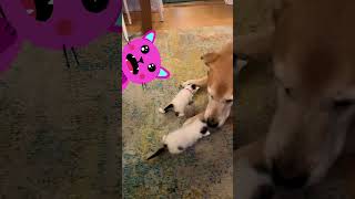 Huge Dog  Tiny Kittens  ❤️  Dodo Kids [upl. by Esinev]