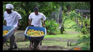 Mango Madness Month at Anse Chastanet and Jade Mountain [upl. by Sesilu468]