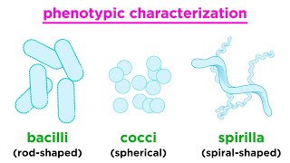 Taxonomy of Bacteria Identification and Classification [upl. by Huei278]