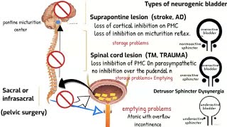 Neurogenic bladder and Micturition reflex [upl. by Aneerhs]