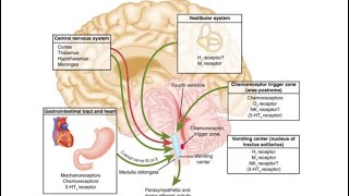 Antiemetic Drugs  Pharmacology [upl. by Regnij]