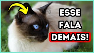 12 Raças de Gatos Mais Tagarelas  Eles Adoram Conversar [upl. by Babs253]