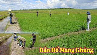 Linh Philip  Bắt Gặp Rắn Hổ Mang Khi Đến Thăm Và Kiểm Tra Bệnh Cho Lúa Ở Nông Trại Anh Nhân [upl. by Serle898]