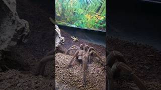 👹💛👹BEAUTY TARANTULAS👹💛👹FEEDING SLOW MO👹💛👹tarantula theraphosa goliath nature [upl. by Junieta]