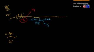 Protein Kinasa C  PKC [upl. by Gun843]