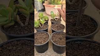 jade plants pruning and propagate [upl. by Rawley]