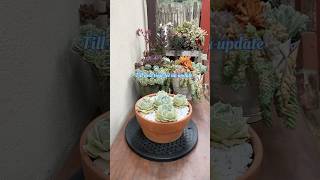 Succulent Tip Repotting And Propagating My 4 Year Old Echeveria Lola🪴 succulents suculentasdiy [upl. by Roid186]