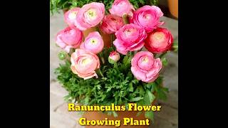 How To Grow Ranunculus  FULL INFORMATION  Growing Plant।shorts। Kapu Gamit [upl. by Dry577]