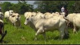 How to Breed Braford Cattle  TvAgro por Juan Gonzalo Angel [upl. by Cathrin]