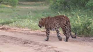 Why do leopards eat soil  Leopard Trails [upl. by Zed]