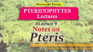 Lecture 9  Pteris Life Cycle  Pteridophyta Lecture Notes [upl. by Kcirdahc]