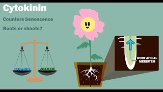 PLANT HORMONES  Auxin Gibberellin Cytokinin Ethylene Abscisic Acid [upl. by Wesley]