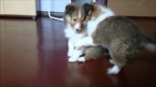 Sheltie puppies  7 weeks [upl. by Herman]