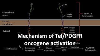 Mechanism of TelPDGFR oncogene activation [upl. by Whitson]