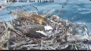 PortLincoln Osprey Live Stream Sep 2022 [upl. by Akinihs]