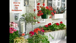 GERANIUM CARE BASICS amp 4 GERANIUM TYPES  Shirley Bovshow [upl. by Berman]