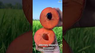 Mamey Sapote exoticfruitplants fruitcutting garden tropicalfruit tropicalfruittrees fruittrees [upl. by Kcirdnek]