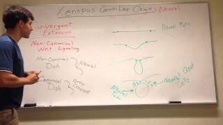 Xenopus Germ Layer Origins Neural stuff Pt 2 [upl. by Korman]