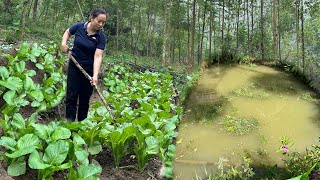 Take care of the vegetable garden and harvest vegetables to sell [upl. by Nadya160]