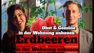 Erdbeeren in der Wohnung anbauen Erdbeersorten amp Bestäubung  Obst amp Gemüse in der Wohnung anbauen [upl. by Jeremias]