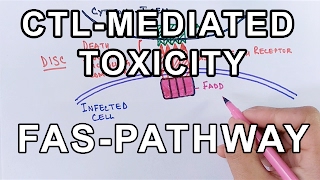 Mechanism of CELL MEDIATED TOXICITY [upl. by Lindeberg828]