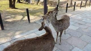 Cute deers kissing nonstop [upl. by Yenots]