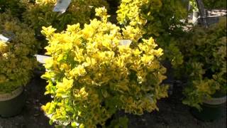 Golden Euonymus [upl. by Alleusnoc]