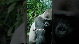 Why Do Gorillas Display Aggression 🦍 nature wildlife animals [upl. by Hallee]