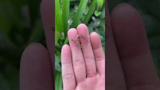 Huntsman Spider molts are SO COOL  🕷️ shorts [upl. by Giverin]